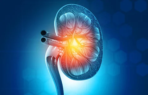 kidney