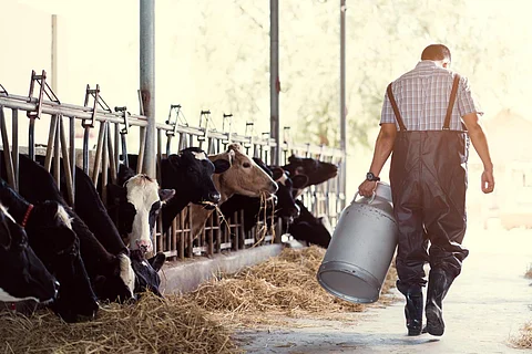 dairy farm