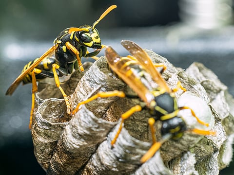 wasp yellowjacket