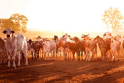 beef cattle
