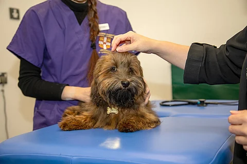 Huxley, un perro que participó en el estudio de Cambridge