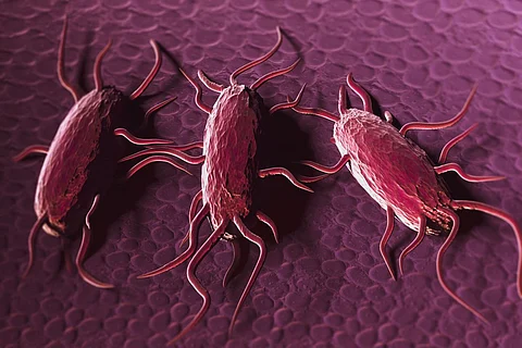 listeria