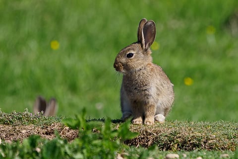 rabbit tularemia zoonosis zoonotic