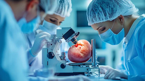 Photo of a medical team analyzing a pig kidney