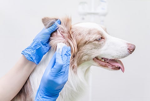 Un nuevo modelo analítico ayuda a los veterinarios a predecir los problemas de salud de los perros