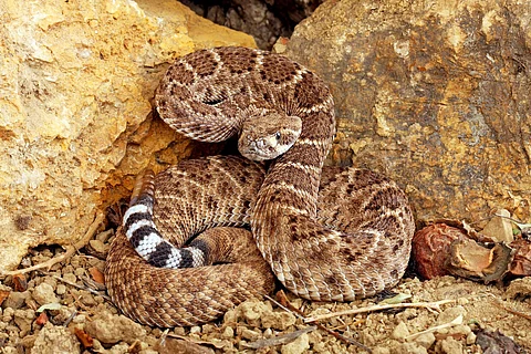Serpiente de cascabel dorso de diamante occidental (Crotalus atrox)
