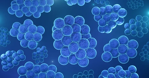 Bacterias resistentes a los fármacos Staphyloccocus aureus