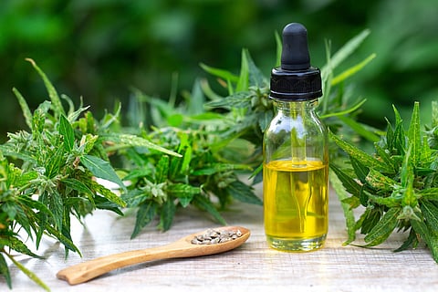 Aceite de CBD productos de cáñamo, cannabis medicinal con aceite de extracto en una botella sobre una mesa de madera. Concepto de cannabis medicinal