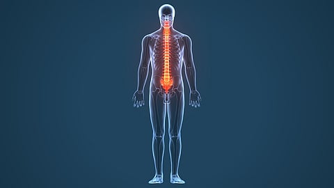 Ilustración 3D del cuerpo humano Anatomía de la médula espinal