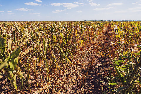 Campo de maíz devastado y seco debido a una larga sequía en verano.