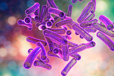 Shigella Shigellosis