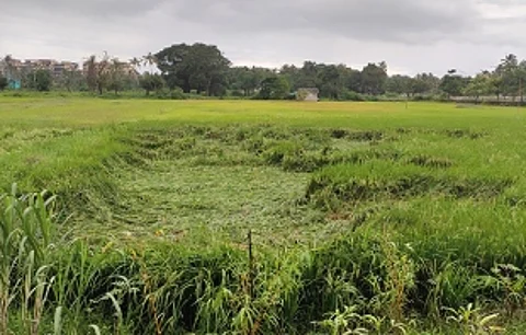 Rains effect: Preliminary loss of paddy fields pegged at 287 hec