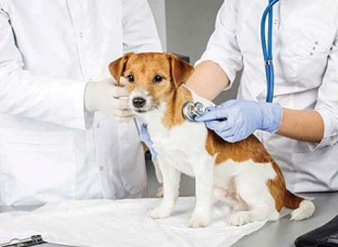 Margao’s veterinary hospital needs a revamp