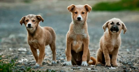 Dog menace: Govt issues guidelines to co-operative housing societies