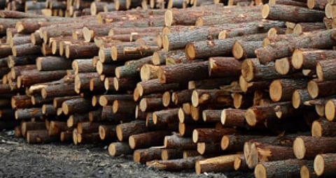 Forest Dept issues notification on timber transportation