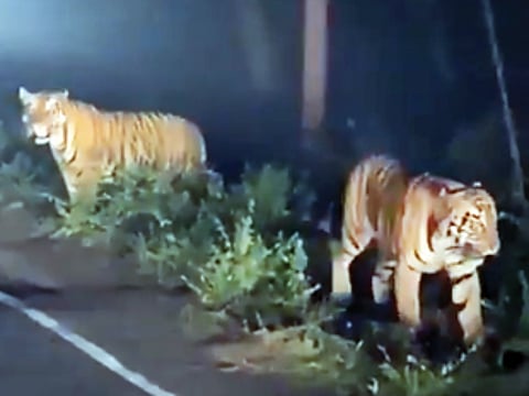 Tiger footage could boost Save Mollem movement