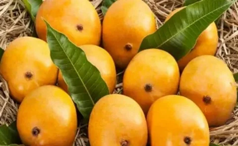 Goa Boosts Farmer Welfare as Mancurad Mango Nears GI Tag Approval