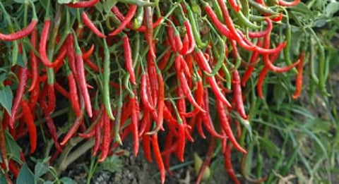 Special cover, cancellation on ‘Khola Chilli’ released
