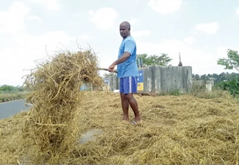 Dairy farmers hit by mechanised harvesting