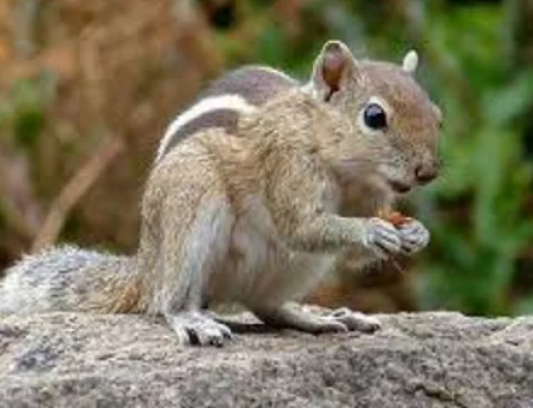 Palm Squirrel: A Navigating Master