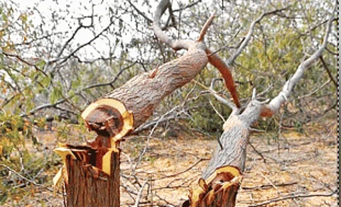 Of forest protection, trees and the environment vs development tussle