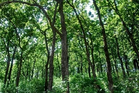 130.4 ha forest land diverted for non-forest purposes in two years