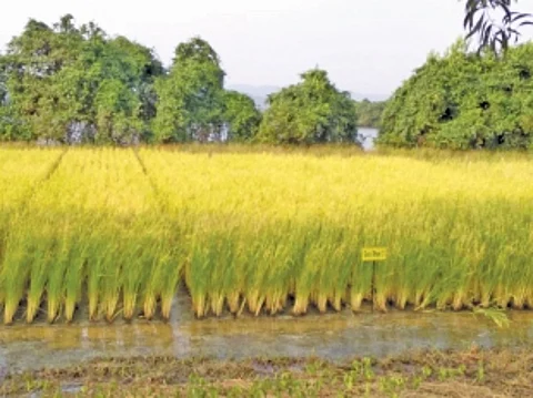 ICAR starts work on climate resilient agriculture