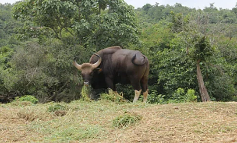 Bison menace worries Sonal village farmers