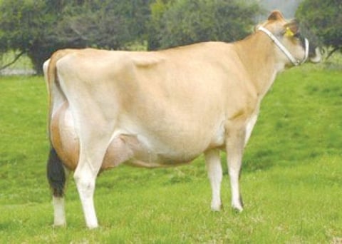 Milking every opportunity: The man who spearheaded Goa’s Operation White Flood