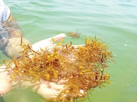 Brown seaweed along Salcete’s coastline irritant for tourists, fishermen