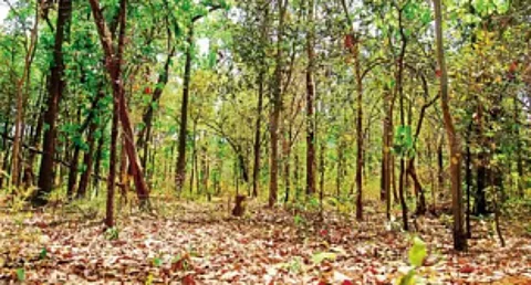 Caurem-Pirla villagers resolve to oppose diversion of forest land for mining