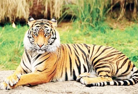 Govt moves Supreme Court to make Mhadei forests and ‘Mother Mhadei’ remain vulnerable
