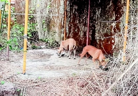 Goa set to become first state to keep rabies under control