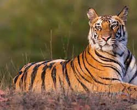 Goa govt has no option but to notify Mhadei Tiger Reserve by Oct 24: Jairam Ramesh
