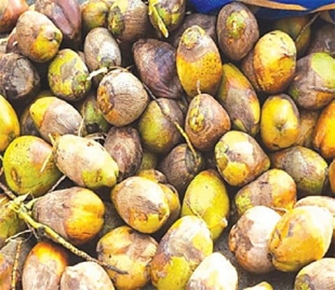 What lies in store? Decline in yield has S Goa coconut growers worried