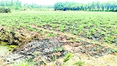 Sanguem sugarcane cultivators living in hope but dying in despair