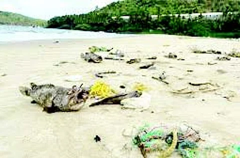 ENDANGERING LIVES: GSPCB says fish deaths in Velsao caused by ‘pure negligence’ of Paradeep Phosphates
