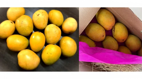 The King of Fruits: Mangoes Reign Supreme in the Goan Summer