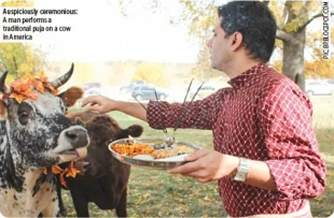 A moo-ving ritual