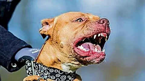 FEROCIOUS PET DOGS, FRIENDS
OR FOES?