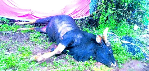 Bison dies at Curti after coming in contact with snapped live wire