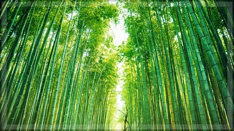 Bamboo: The green frontier of sustainable living