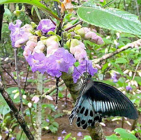 Karvi flowers that blossom just once every seven years