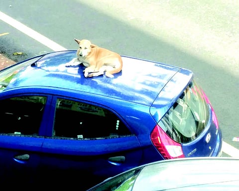 Stray dog menace in Vasco