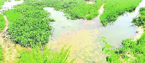 Margao Council targets residents for sewage pollution, builders escape accountability