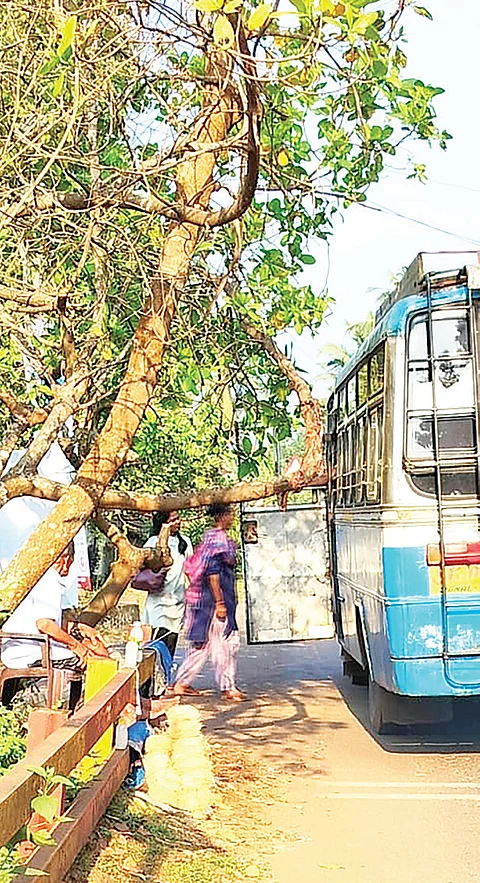 Leaning tree on Shiroda-Sanvordem route poses danger to commuters, pedestrians