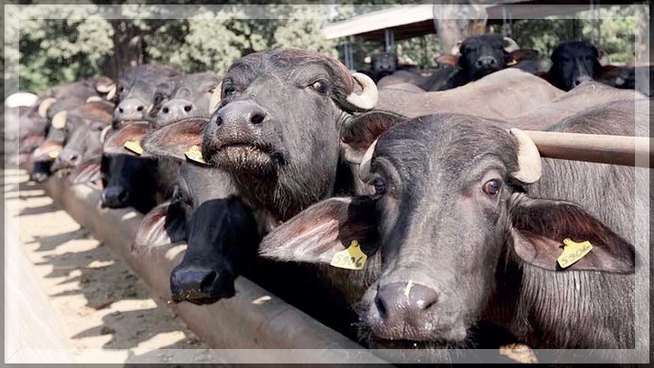 Beef Shortage in Goa: Rising Exports Lead to Soaring Prices and Consumer Frustration