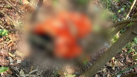 Woman Falls to Death from Railway Bridge in Goa Due to Passing Train's Breeze