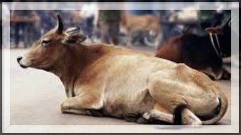 Stray Cow Attack Turns Dream Vacation into Nightmare for Spanish Tourists in Goa