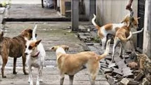 Cavelossim Panchayat's Initiative to Control Stray Dog Menace: Will Government Step Up?
